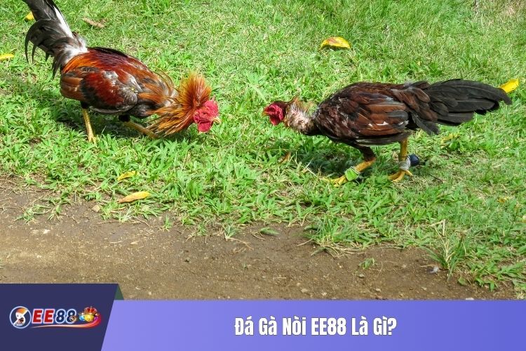 Đá Gà Nòi EE88 Là Gì?