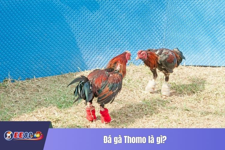 Đá gà Thomo là gì?