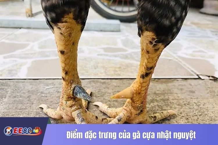 Điểm đặc trưng của gà cựa nhật nguyệt