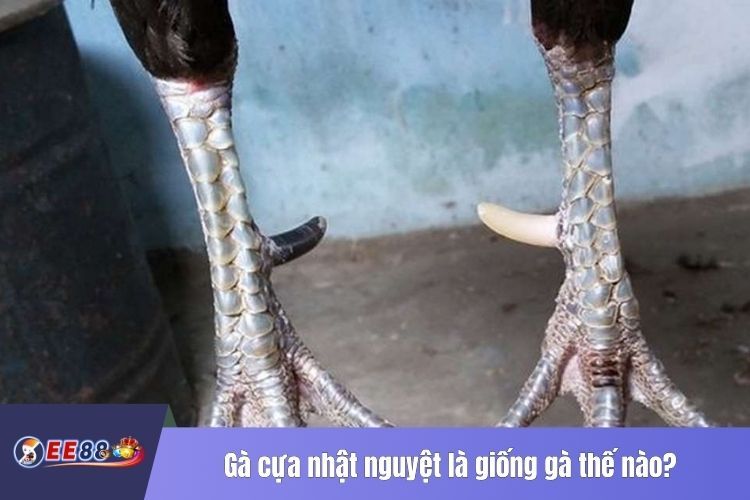 Gà cựa nhật nguyệt là giống gà thế nào?