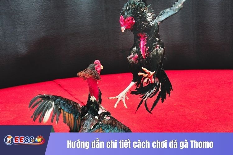 Hướng dẫn chi tiết cách chơi đá gà Thomo