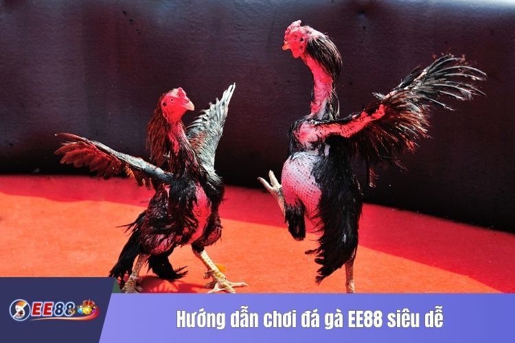 Hướng dẫn chơi đá gà EE88 siêu dễ