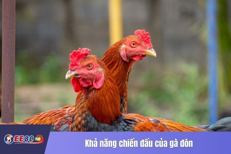 Khả năng chiến đấu của gà đòn