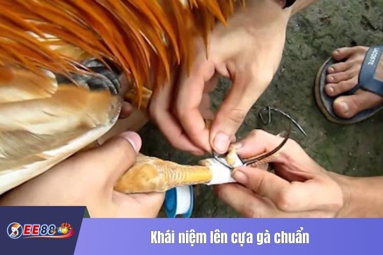 Khái niệm lên cựa gà chuẩn