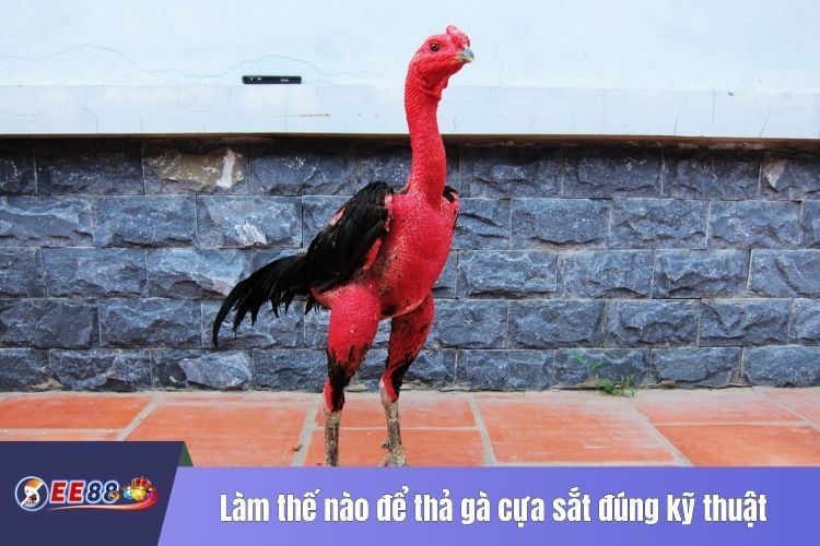 Làm thế nào để thả gà cựa sắt đúng kỹ thuật