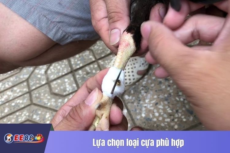 Lựa chọn loại cựa phù hợp