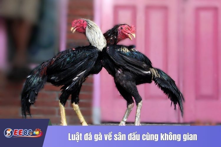 Luật đá gà về sân đấu cùng không gian