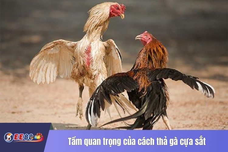 Tầm quan trọng của cách thả gà cựa sắt