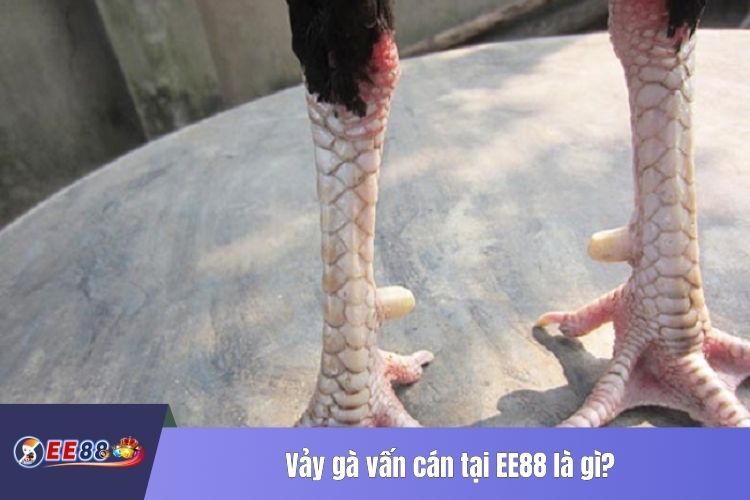 Vảy gà vấn cán tại EE88 là gì?