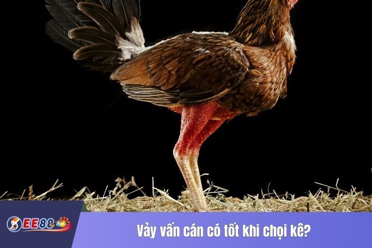 Vảy vấn cán có tốt khi chọi kê?