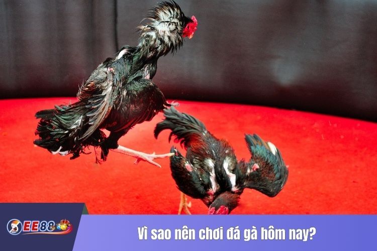 Vì sao nên chơi đá gà hôm nay?